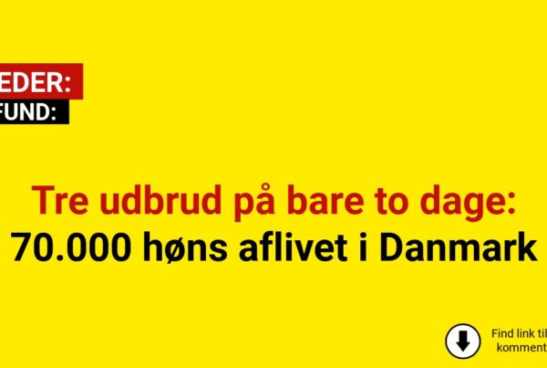 Tre udbrud på bare to dage: 70.000 høns aflivet i Danmark