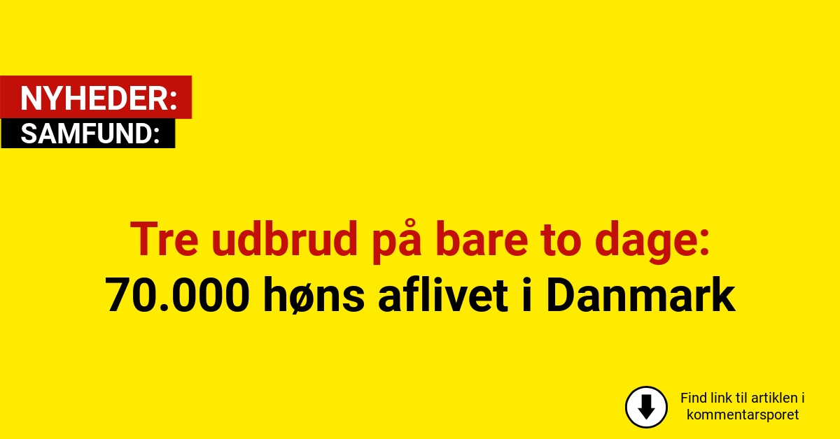 Tre udbrud på bare to dage: 70.000 høns aflivet i Danmark