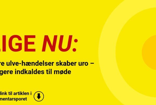 Flere ulve-hændelser skaber uro – borgere indkaldes til møde