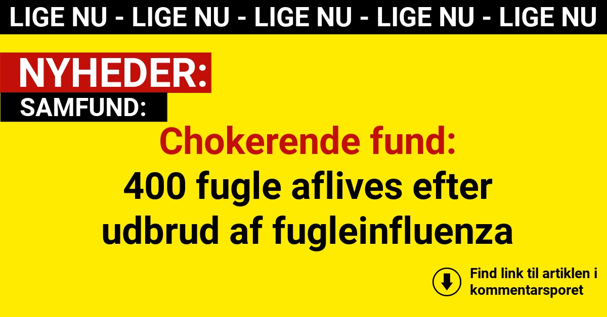 Chokerende fund: 400 fugle aflives efter udbrud af fugleinfluenza