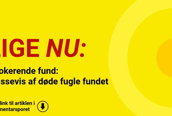 Chokerende fund: Massevis af døde fugle fundet