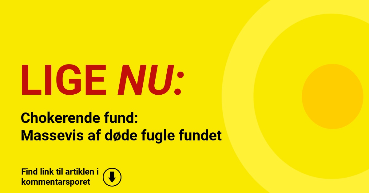 Chokerende fund: Massevis af døde fugle fundet