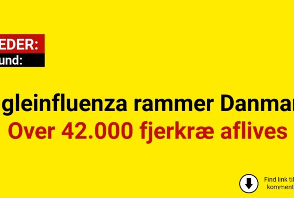 Fugleinfluenza rammer Danmark: Over 42.000 fjerkræ aflives