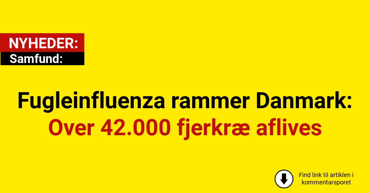 Fugleinfluenza rammer Danmark: Over 42.000 fjerkræ aflives