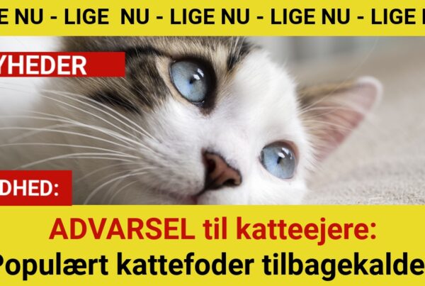 ADVARSEL til katteejere: Populært kattefoder tilbagekaldes