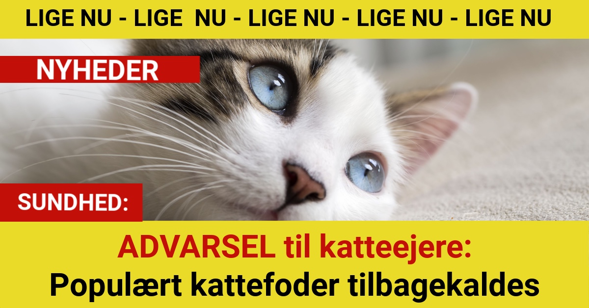 ADVARSEL til katteejere: Populært kattefoder tilbagekaldes
