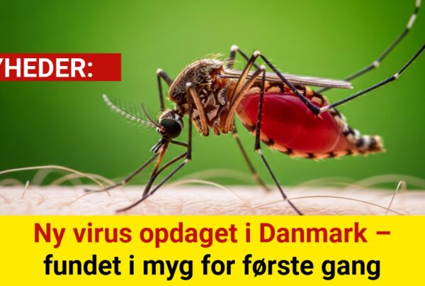 Eksperter advarer: Ny virus fundet i danske myg