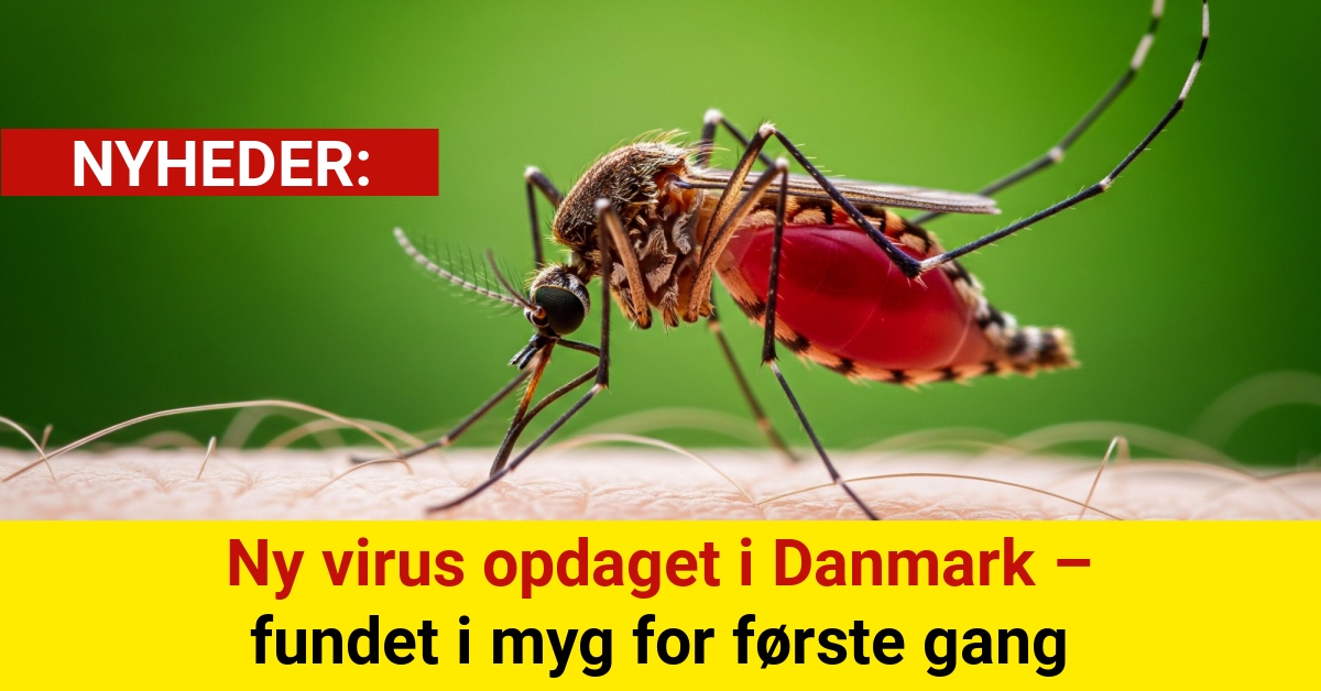 Eksperter advarer: Ny virus fundet i danske myg