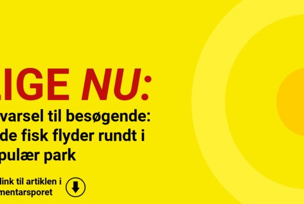 Advarsel til besøgende: Døde fisk flyder rundt i populær park