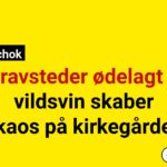 Gravsteder ødelagt – vildsvin skaber kaos på kirkegårde