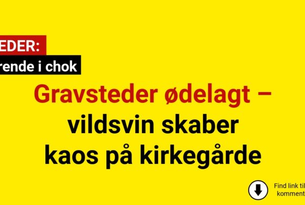 Gravsteder ødelagt – vildsvin skaber kaos på kirkegårde