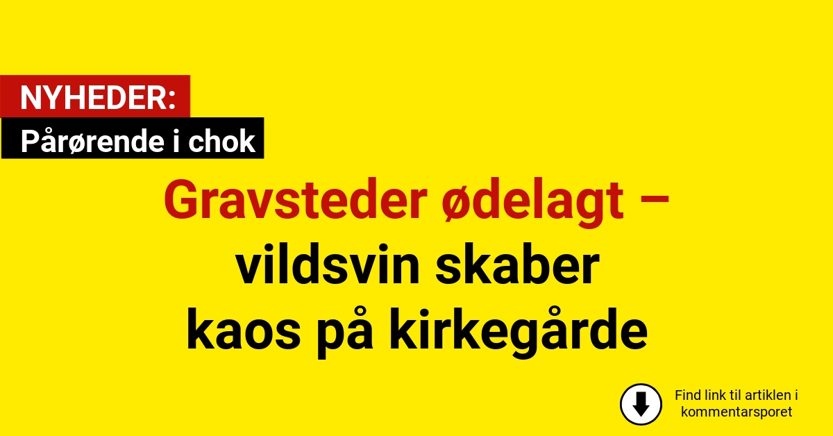 Gravsteder ødelagt – vildsvin skaber kaos på kirkegårde