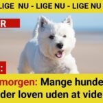 Nu træder reglen i kraft: Det gælder alle hundeejere