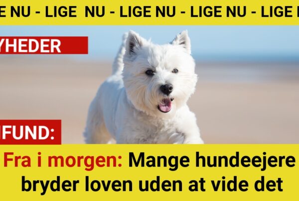 Nu træder reglen i kraft: Det gælder alle hundeejere