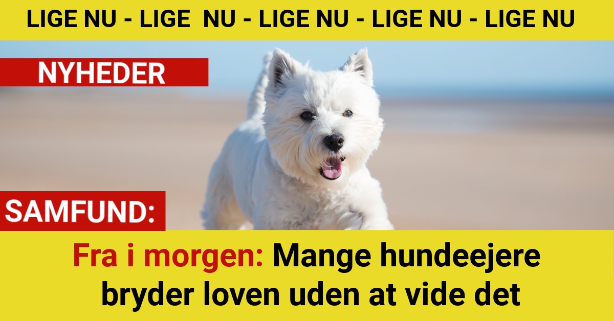 Nu træder reglen i kraft: Det gælder alle hundeejere