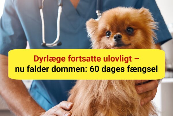 Ulovlig dyrlægepraksis afsløret: Mand dømt til fængsel