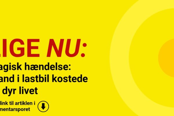 Tragisk hændelse: Brand i lastbil kostede 11 dyr livet