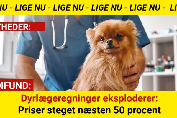 Dyrlægeregninger eksploderer: Priser steget næsten 50 procent