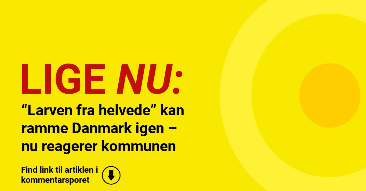 “Larven fra helvede” kan ramme Danmark igen – nu reagerer kommunen