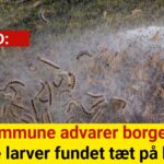 Kommune advarer borgere: Farlige larver fundet tæt på boliger
