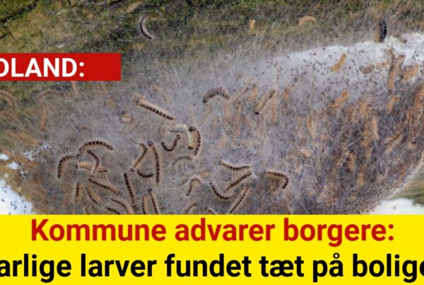 Kommune advarer borgere: Farlige larver fundet tæt på boliger