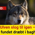 Ulven slog til igen – pony fundet dræbt i baghaven