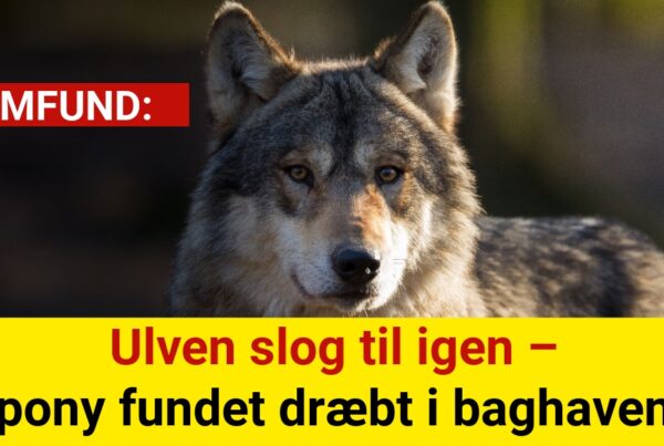 Ulven slog til igen – pony fundet dræbt i baghaven
