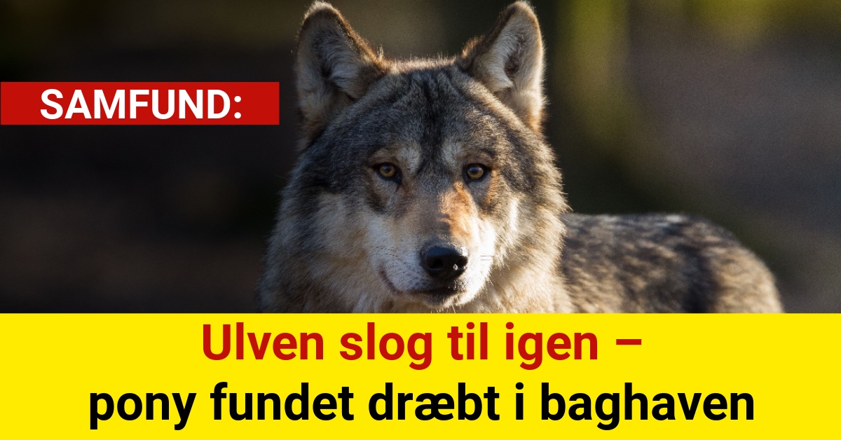 Ulven slog til igen – pony fundet dræbt i baghaven