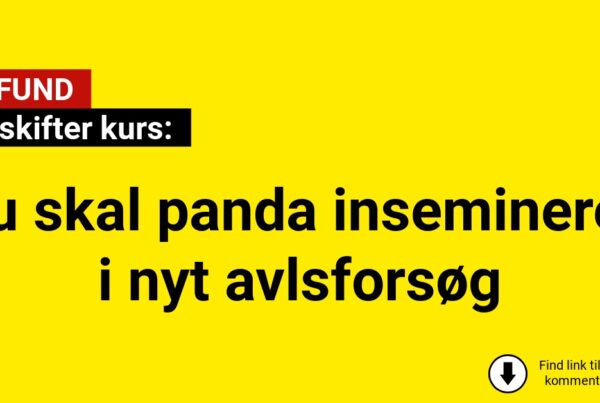 Zoo skifter kurs: Nu skal panda insemineres i nyt avlsforsøg