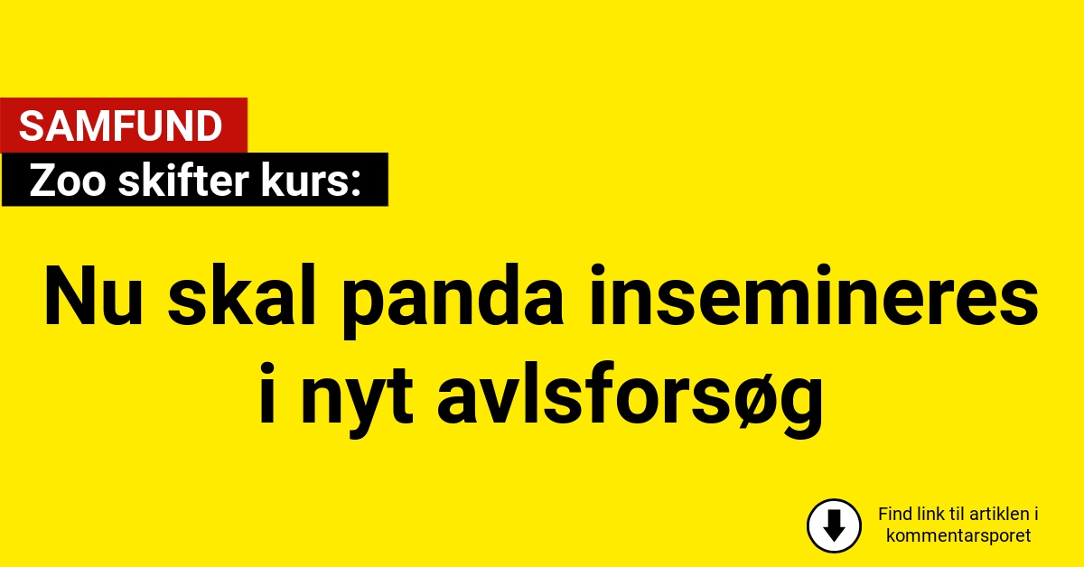 Zoo skifter kurs: Nu skal panda insemineres i nyt avlsforsøg