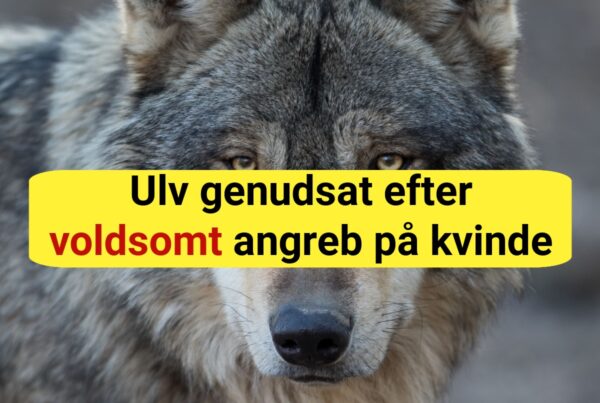 Ulv genudsat efter voldsomt angreb på kvinde