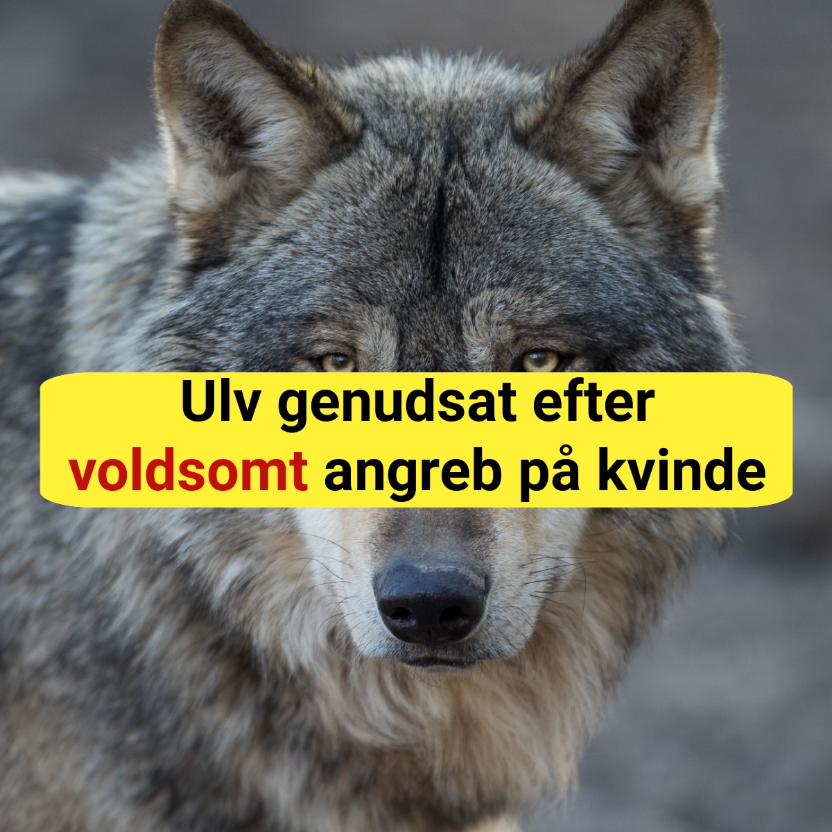 Ulv genudsat efter voldsomt angreb på kvinde