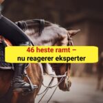 Advarsel til hesteejere: Smitsom sygdom spreder sig lige nu