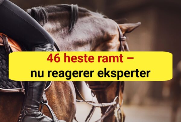 Advarsel til hesteejere: Smitsom sygdom spreder sig lige nu