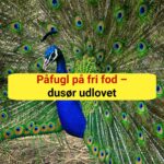 NU EFTERLYSES DEN: Påfugl på fri fod – dusør udlovet