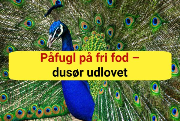 NU EFTERLYSES DEN: Påfugl på fri fod – dusør udlovet