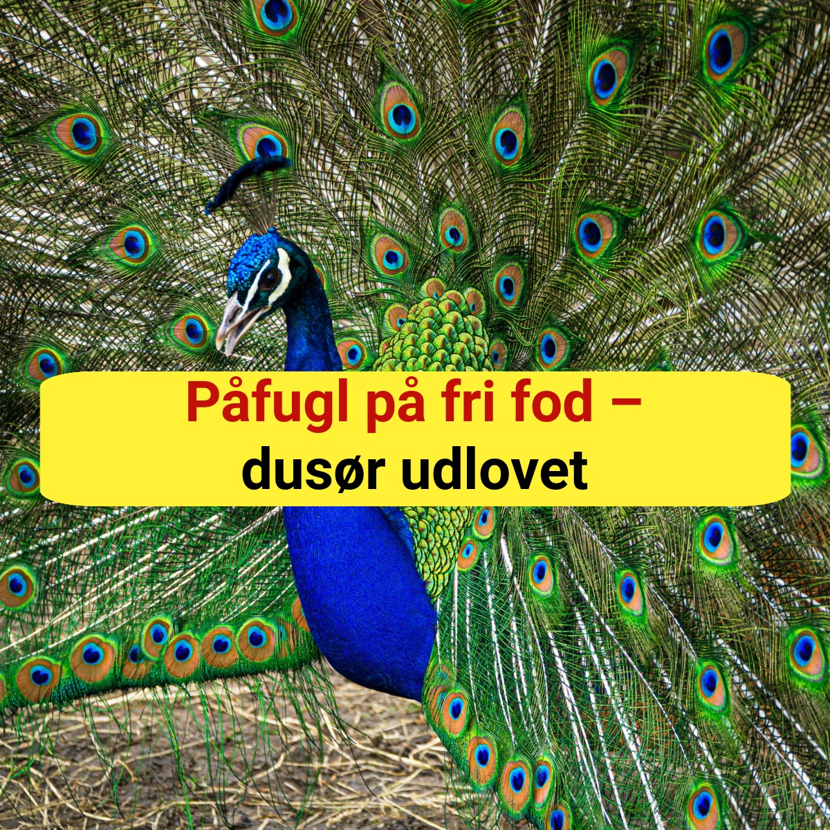 NU EFTERLYSES DEN: Påfugl på fri fod – dusør udlovet