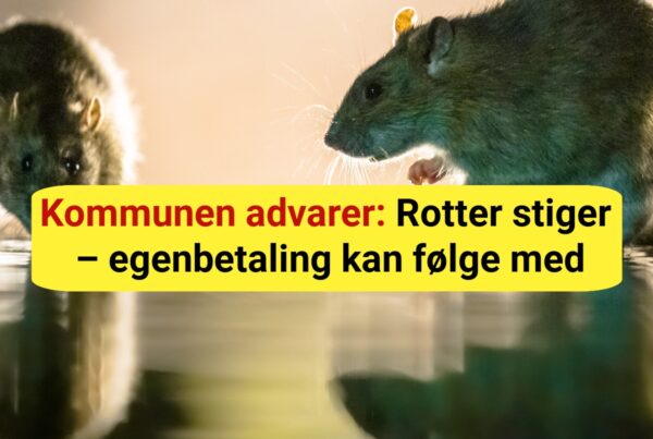 Flere rotter end før: Nu risikerer borgerne at betale prisen