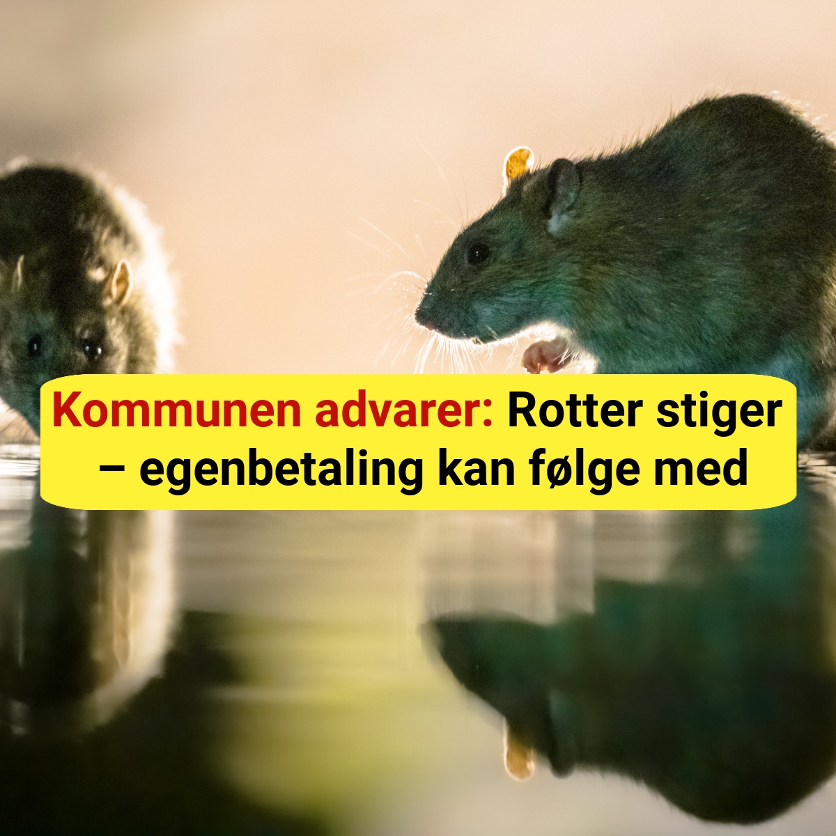 Flere rotter end før: Nu risikerer borgerne at betale prisen