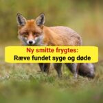 Ny smitte frygtes: Ræve fundet syge og døde