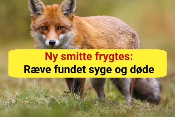 Ny smitte frygtes: Ræve fundet syge og døde