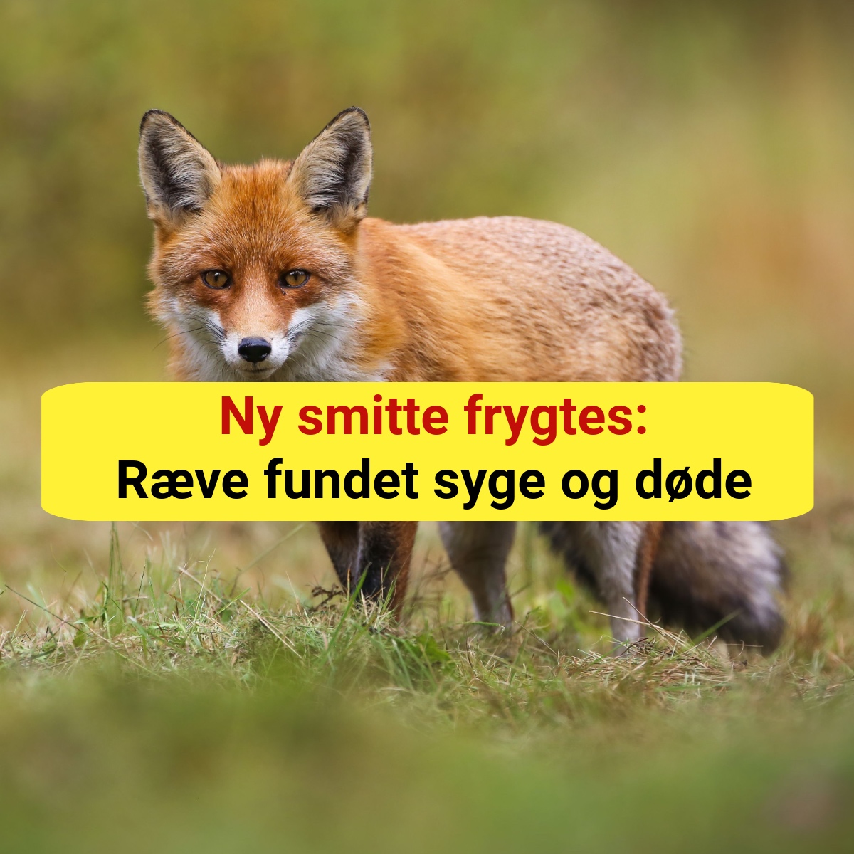 Ny smitte frygtes: Ræve fundet syge og døde