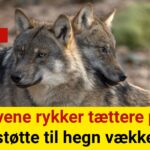 Ulvene rykker tættere på: Millionstøtte til hegn vækker debat