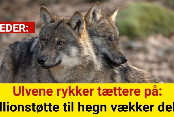 Ulvene rykker tættere på: Millionstøtte til hegn vækker debat