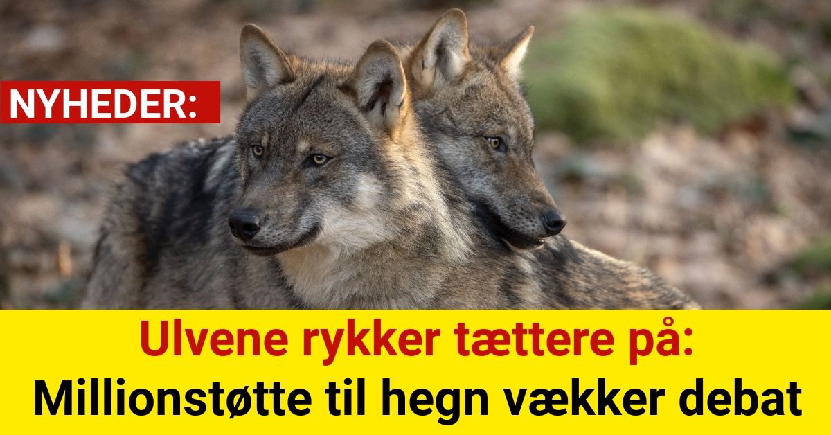 Ulvene rykker tættere på: Millionstøtte til hegn vækker debat