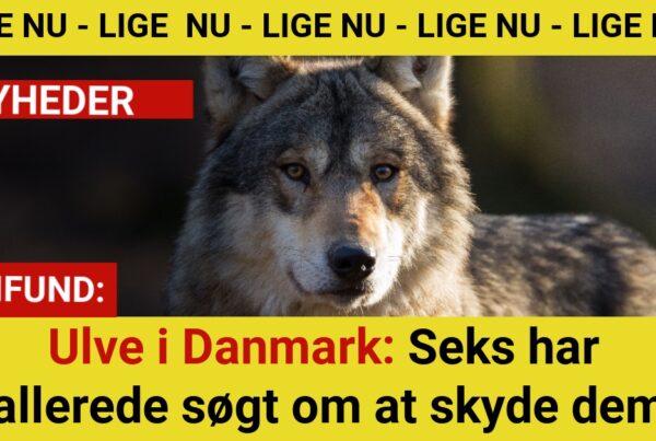 Ulve i Danmark: Seks har allerede søgt om at skyde dem