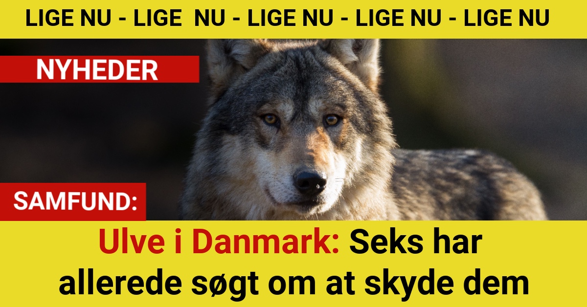 Ulve i Danmark: Seks har allerede søgt om at skyde dem