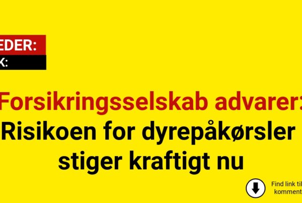 Forsikringsselskab advarer: Risikoen for dyrepåkørsler stiger kraftigt nu