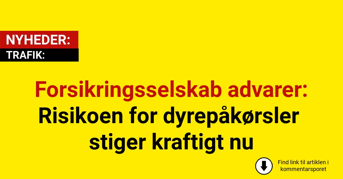 Forsikringsselskab advarer: Risikoen for dyrepåkørsler stiger kraftigt nu