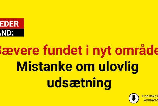 Bævere fundet i nyt område: Mistanke om ulovlig udsætning
